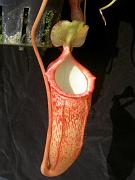 Nepenthes sibuyanensis x macfarlanei 2